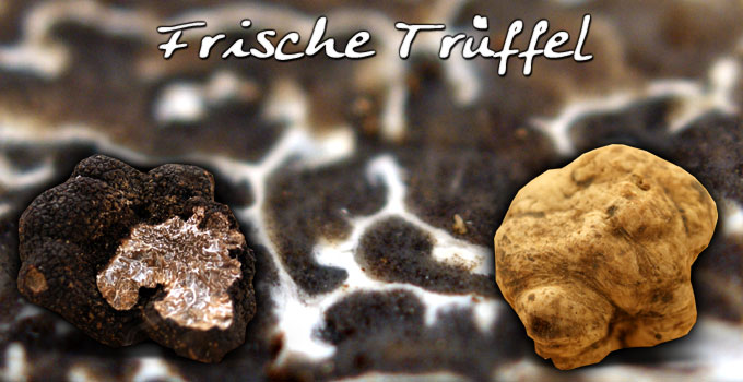 frische Trüffel Sommertrüffel, Winter-Edeltrüffel, weiße Trüffel, weiße Tondellos, Asia-Sommertrüffel, Frühlingstrüffel | www.gourmet-versand.com frische Trüffel Sommertrüffel, Winter-Edeltrüffel, weiße Trüffel, weiße Tondellos, Asia-Sommertrüffel, Frühlingstrüffel | www.gourmet-versand.com