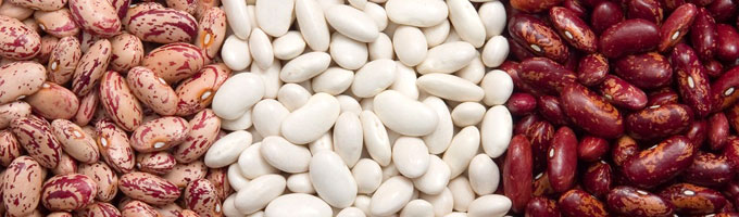 Linsen, Bohnen, H�lsenfr�chte - Konserven Baked Beans, eingelegte Borlotti, wei�e Cannellini, eingelegte Corona-Bohnen, Flageolets, gelbe Sojabohnen, etc. | www.gourmet-versand.com
