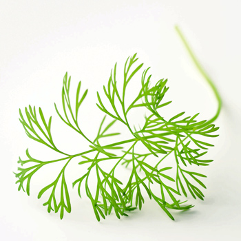 Wiberg Dill gefriergetrocknet - 70 g - Aroma-Tresor - www.gourmet-versand.com