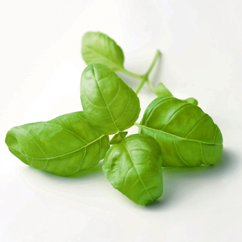 Wiberg Basilikum getrocknet, gerebelt - 150 g - Aroma-Tresor - www.gourmet-versand.com