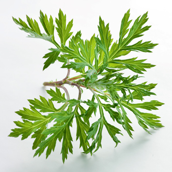Wiberg Beifu� getrocknet, geschnitten - 130 g - Aroma-Tresor - www.gourmet-versand.com