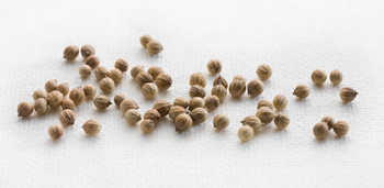 Wiberg Koriander ganz - 150 g - Aroma-Tresor - www.gourmet-versand.com