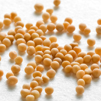 Wiberg Senfmehl, Englisch - 230 g - Aroma-Tresor - www.gourmet-versand.com