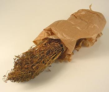 Wilder Fenchel, ( Fenchelstroh ) - ca. 500 g - Bund - www.gourmet-versand.com