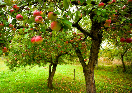 Streuobstwiesen