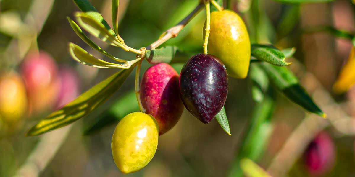Olives green, black, unripe