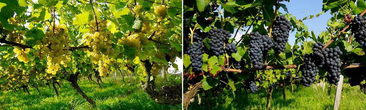 Azienda vinicola Tesch - Riesling / Pinot Nero
