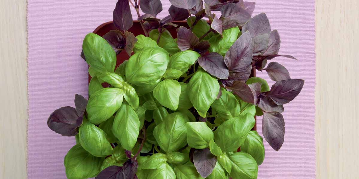 HERBA ORGANIK Wiberg