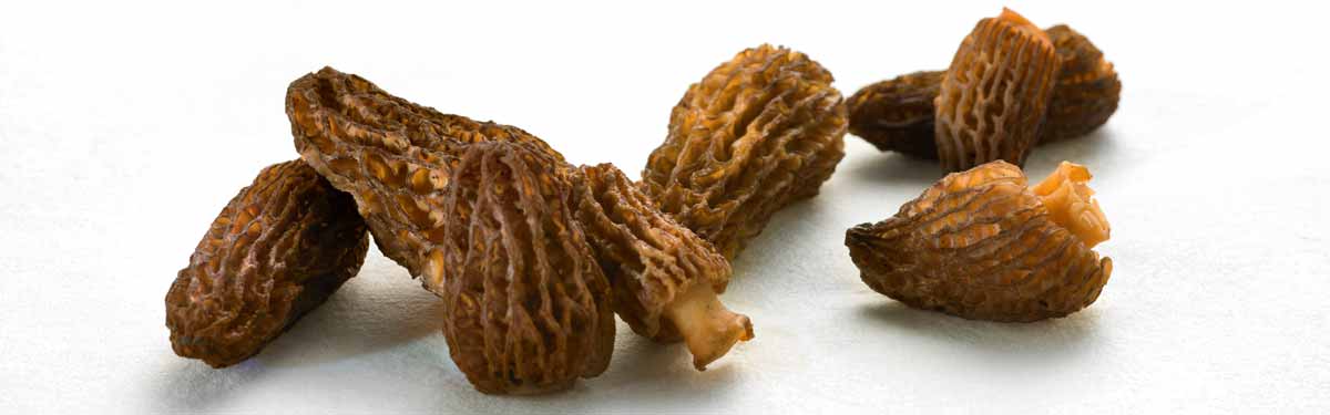 Jamur Wiberg, morel runcing