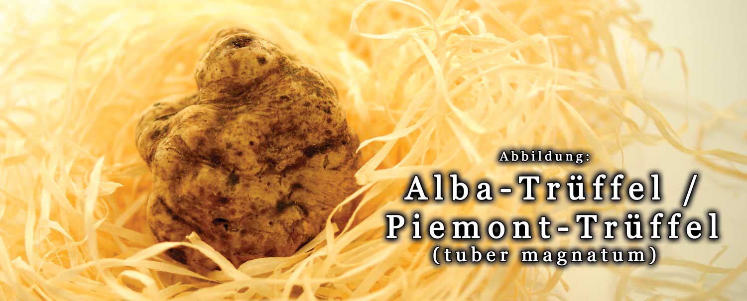 Frisk hvid Alba-troeffel - Tuber magnatum pico, La Bilancia