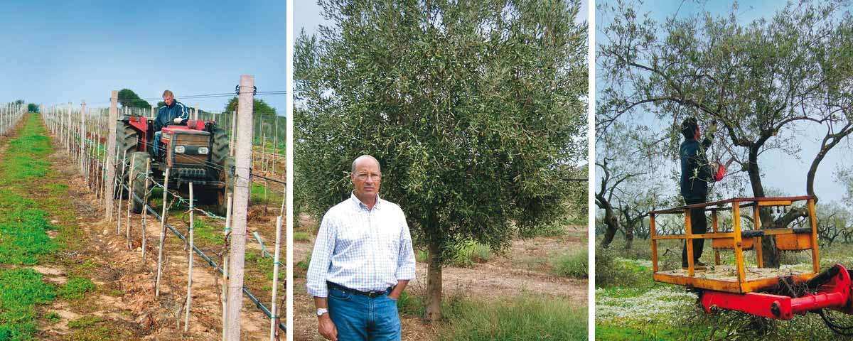 Accademia Olearia, oli d`oliva de Sardenya
