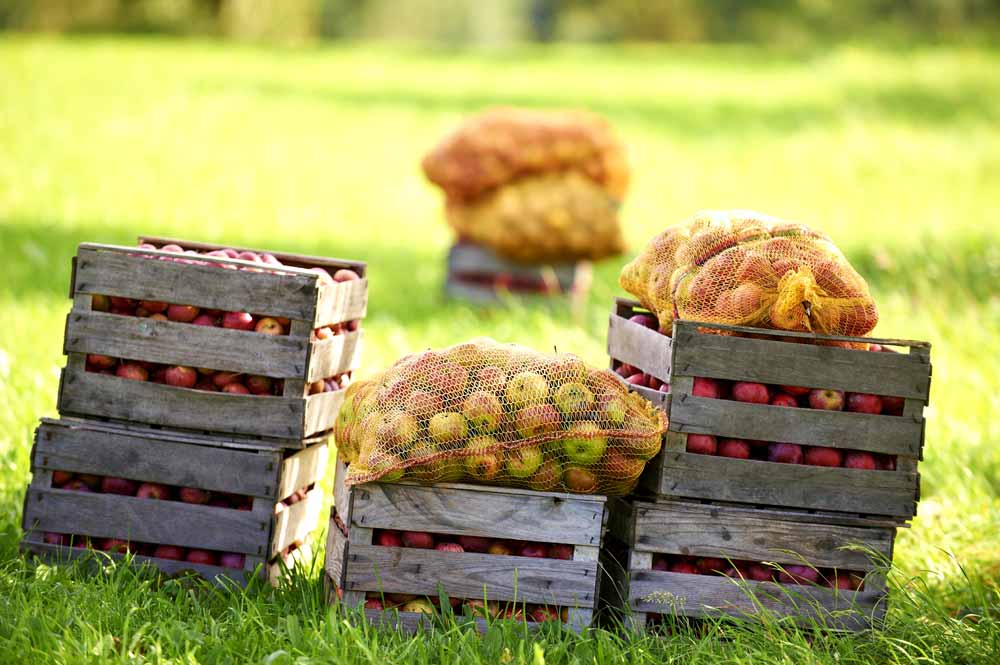 Fruit from the Jorg Geiger manufactory