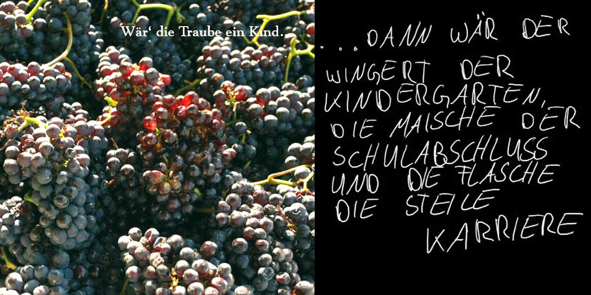 Krauss vingard