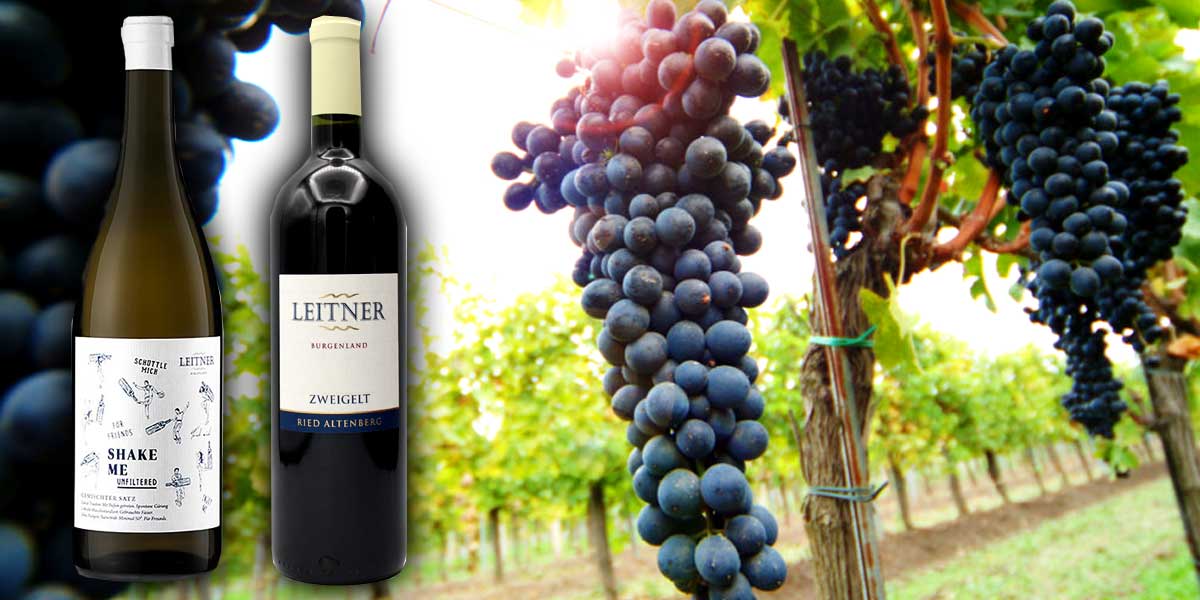 Azienda vinicola Gernot Leitner