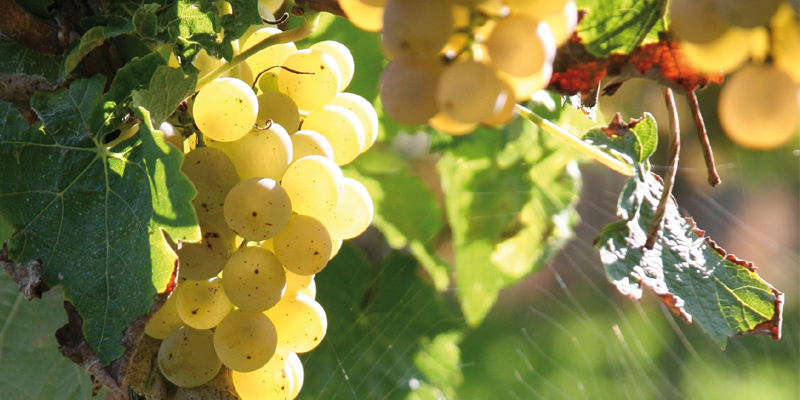 Weingut Groebe