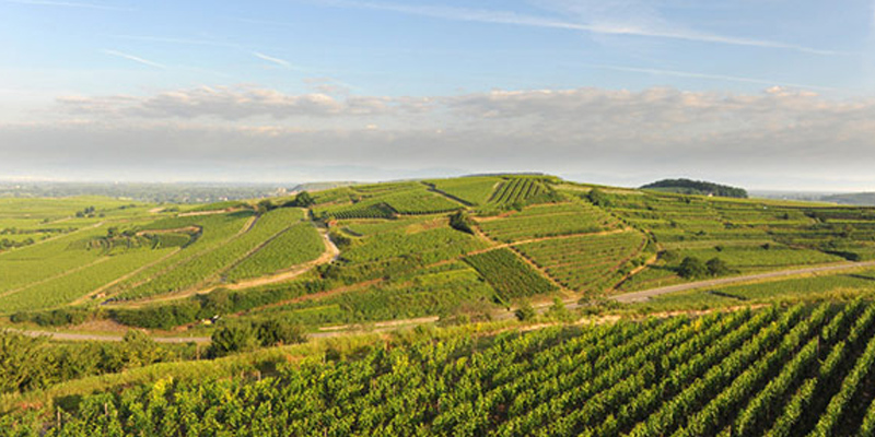 Weingut Freiherr von Gleichenstein