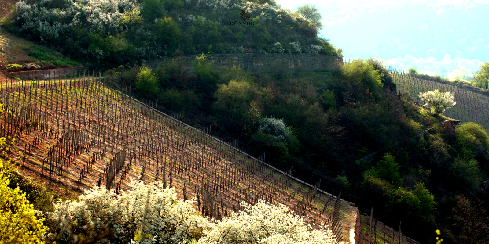 Vinarija Donnhoff - v blizini Naso druzino je oblikovalo nase globoko razumevanje velikih vinogradov na izjemnih legah. Ljubezen do vinske trte in vsakoletne nove sanje o prepoznavnih vinih se prenasajo skozi generacije. Cornelius Donnhoff zdaj nosi odgovornost v druzinski tradiciji.