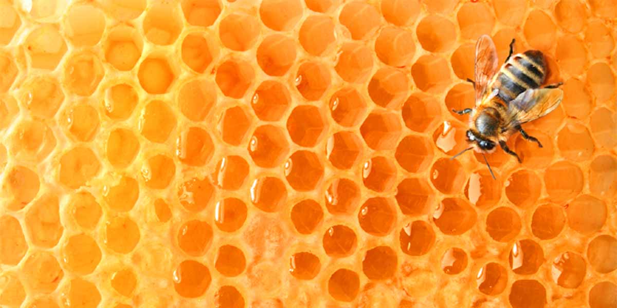 Miel de l`apiculture Feldt Miels en pots de notre apiculture du Schleswig-Holstein (depuis 1965) et specialites de regions traditionnelles selectionnees a travers le monde.
Tous les miels sont des miels de premiere qualite, toujours non coupes, mis en bouteille le plus delicatement possible et conserves dans un endroit frais et sombre.
Nos miels sont examines par des laboratoires de miel, notamment en ce qui concerne la purete varietale et les exigences accrues en matiere de qualite du miel.