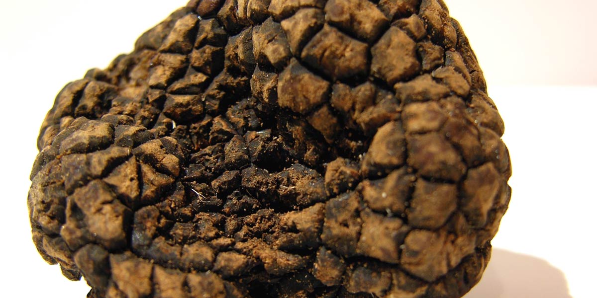 Prodotti al tartufo da tartufo bianco o nero Miele al tartufo, carpaccio al tartufo, gelatina al tartufo, farina al tartufo, purea al tartufo, risotto al tartufo, salse al tartufo, pate al tartufo, ecc. Prodotti al tartufo da tartufo bianco o nero Miele al tartufo, carpaccio al tartufo, gelatina al tartufo, farina al tartufo, purea al tartufo, risotto al tartufo, salse al tartufo, pate al tartufo, ecc.