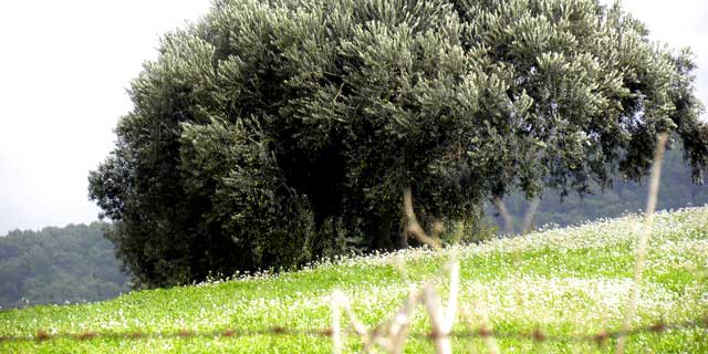 Huiles de Sicile / Italie, Oliva Verde - Fior l`Olive
- Novello Frutto
- d`olives Nocerella
Etc.