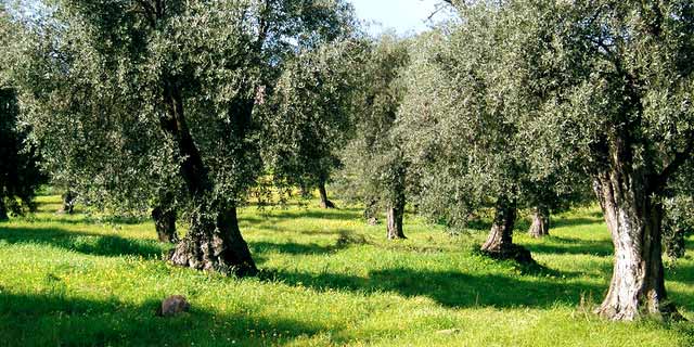 Oils from Sardinia / Italy Olive oils from Accademia Olearia. Oliva Sardegna, Fruttato Delicato, etc.