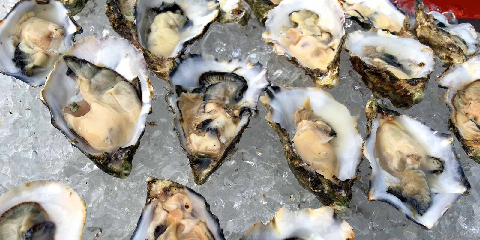 Gillardeau-oesters Fris, vlezig en met een jodiumsmaak, maar tegelijkertijd delicaat en met een licht nootachtige nasmaak: de Gillardeau-oesters uit Marennes-Oleron worden door kenners beschouwd als het allerlekkerste van het lekkerste.