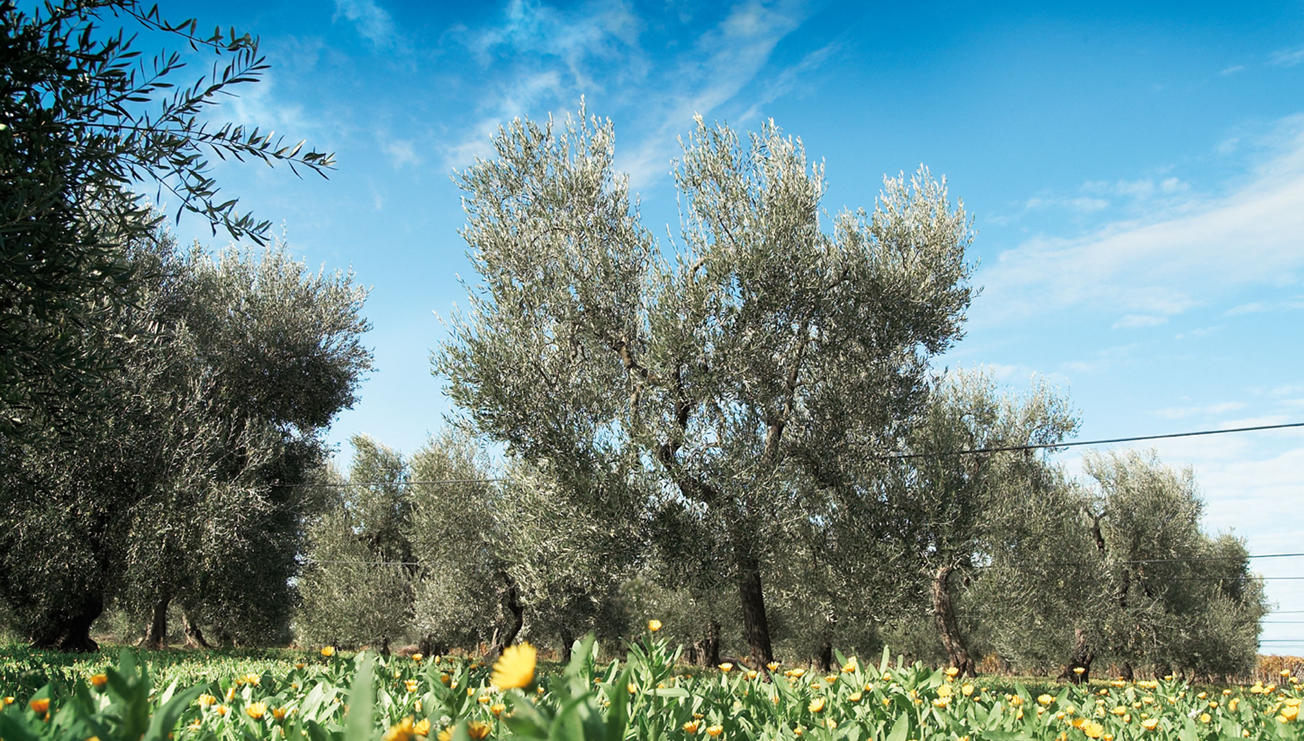 Agrumes et huiles d`olive aromatisees naturellement Huiles aromatisees aux aromes de citron vert, basilic, pamplemousse, citron, bio, orange, romarin, citronnelle