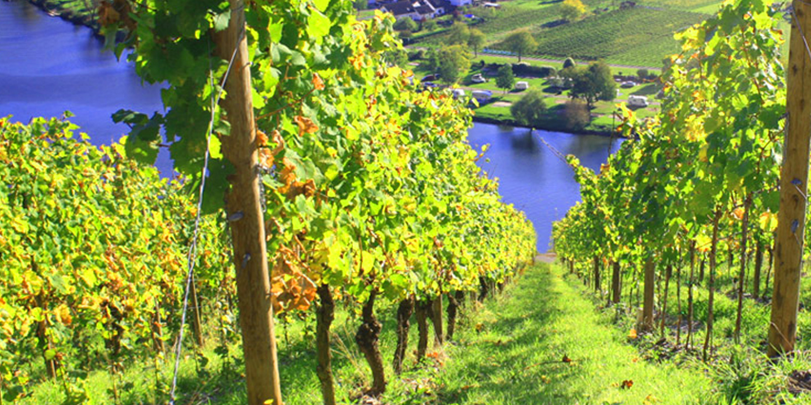 Weingut Christian Klein - Anbaugebiet Mosel Der Jungwinzer aus Kröv konnte mit seinen ersten Weinen gleich mit zwei goldenen und zwei silbernen Kammerpreismünzen überzeugen.
Sein Anbaugebiet liegt an der Mosel im Schiefer-Steilhang. Weingut Christian Klein - Anbaugebiet Mosel Der Jungwinzer aus Kröv konnte mit seinen ersten Weinen gleich mit zwei goldenen und zwei silbernen Kammerpreismünzen überzeugen.
Sein Anbaugebiet liegt an der Mosel im Schiefer-Steilhang.