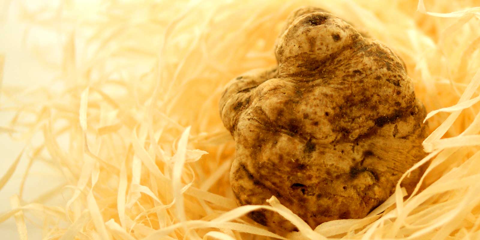 Trufas frescas Sazonalmente temos TRUFAS FRESCAS DE VERDADE aqui para voce!
Obtemos nossas trufas nas melhores regiOEes da Franca, Italia, Espanha e ate da Australia.
Como amante de trufas, podemos fornecer-lhe trufas negras de inverno (tuber melanosporum), trufas brancas (tuber magnatum pico, tambem chamada de trufa Alba) e a boa trufa de verao (Scorzone, tuber aestivum). Trufas frescas Sazonalmente temos TRUFAS FRESCAS DE VERDADE aqui para voce!
Obtemos nossas trufas nas melhores regiOEes da Franca, Italia, Espanha e ate da Australia.
Como amante de trufas, podemos fornecer-lhe trufas negras de inverno (tuber melanosporum), trufas brancas (tuber magnatum pico, tambem chamada de trufa Alba) e a boa trufa de verao (Scorzone, tuber aestivum).