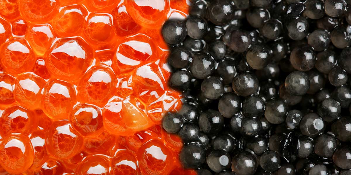 Caviar de frutas e caviar de truta e caviar de algas marinhas e caviar de chocolate e caviar de trufas etc. Char, truta, keta, harenga, etc.