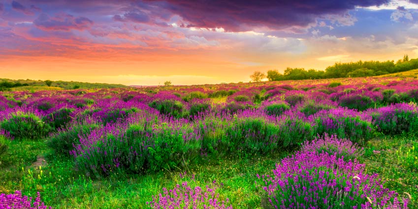 Herbs of Provence from southern France 