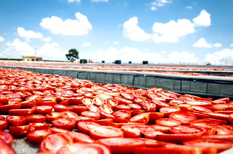 Tomaatit, suolakurkku Punaisia ja vihreita tomaatteja eri kasittelyssa ja siksi makuominaisuuksia.