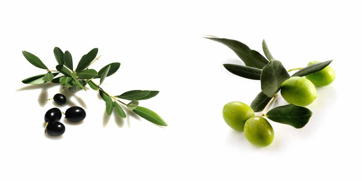 Olive/paste di olive olive verdi, olive nere, olive Kalamata, creme di olive e tanti altri tipi e formati di olive, ecc.