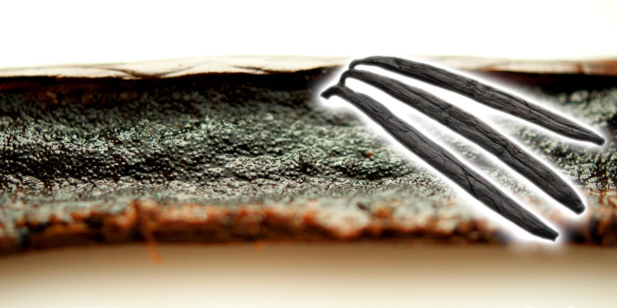Vanille, Tahiti, Bourbon Echte pure Vanille-Schoten in Ihrer ursprünglichen Form. Besonders ist ihr wahrer einzigartiger Vanillegeschmack. Vanille, Tahiti, Bourbon Echte pure Vanille-Schoten in Ihrer ursprünglichen Form. Besonders ist ihr wahrer einzigartiger Vanillegeschmack.