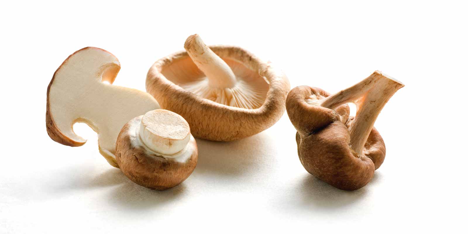 Wiberg sienia Kosteat kesat saavat sienia versomaan maasta. Tutustu kiehtovaan WIBERG-sienimaailmaan, joka tuo naiden pienten luonnonihmeiden erinomaisen maun helposti keittioosi ja keittoastioihin. Olipa kyseessa keitetty, paistettu tai haudutettu - sienet ovat mauste sinansa.