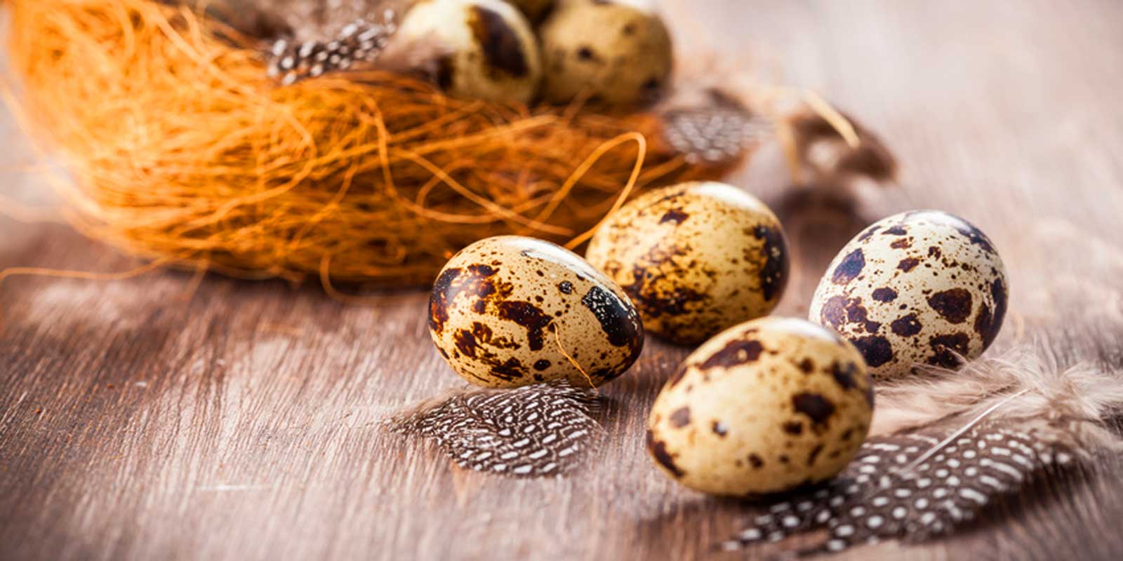 quail eggs - Quail eggs