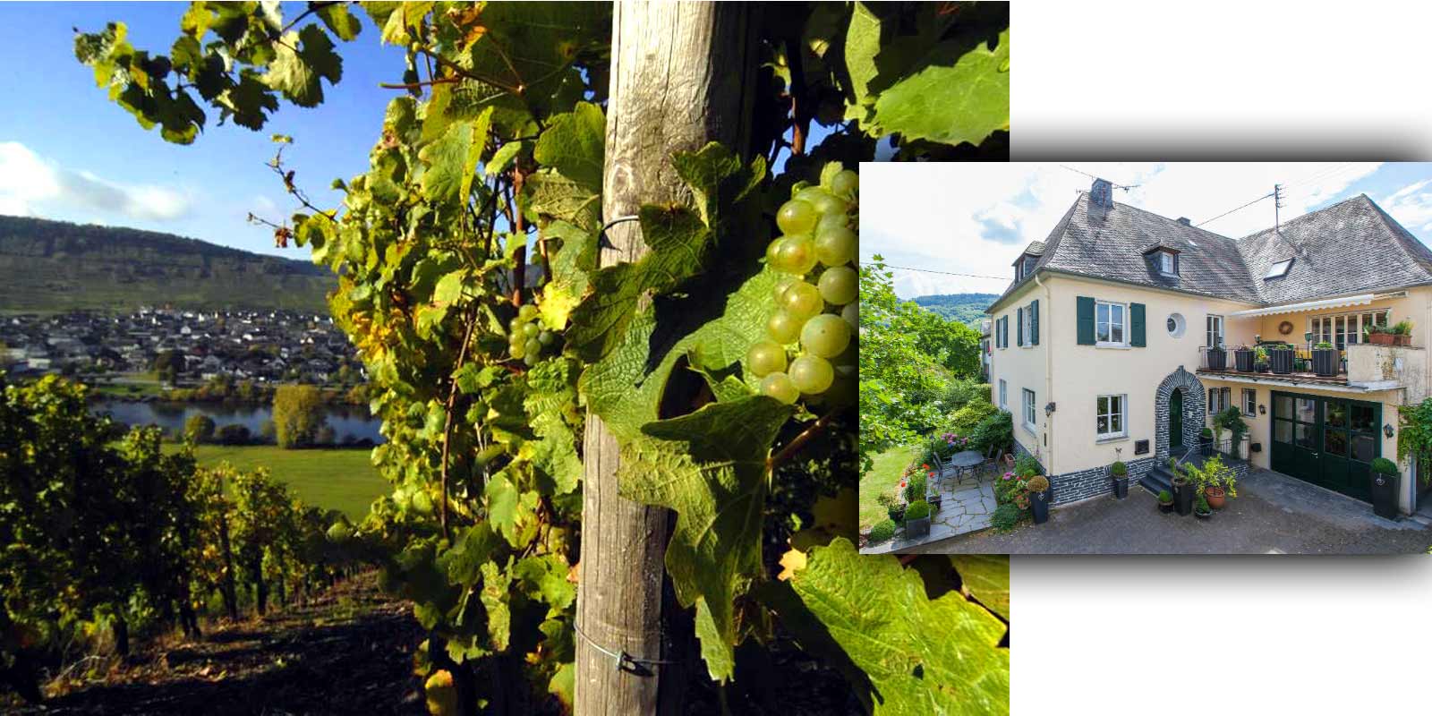 Vina Nemecko - Mosel - Grans-Fassian Gerhard Grans prevzal vinarstvi od sveho otce Matthiase v roce 1982 a rozsiril 4hektarove vinice na dnesnich 9,5 ha, z nichz 88 % je osazeno Ryzlinkem rynskym, 10 % Rulandskym bilym a 2 % Rulandskym sedym. Nejlepsi lokality vinarstvi jsou zaroven klasifikovane lokality - jsou zarazeny do nejvyssi pestitelske kategorie. Vina Nemecko - Mosel - Grans-Fassian Gerhard Grans prevzal vinarstvi od sveho otce Matthiase v roce 1982 a rozsiril 4hektarove vinice na dnesnich 9,5 ha, z nichz 88 % je osazeno Ryzlinkem rynskym, 10 % Rulandskym bilym a 2 % Rulandskym sedym. Nejlepsi lokality vinarstvi jsou zaroven klasifikovane lokality - jsou zarazeny do nejvyssi pestitelske kategorie.