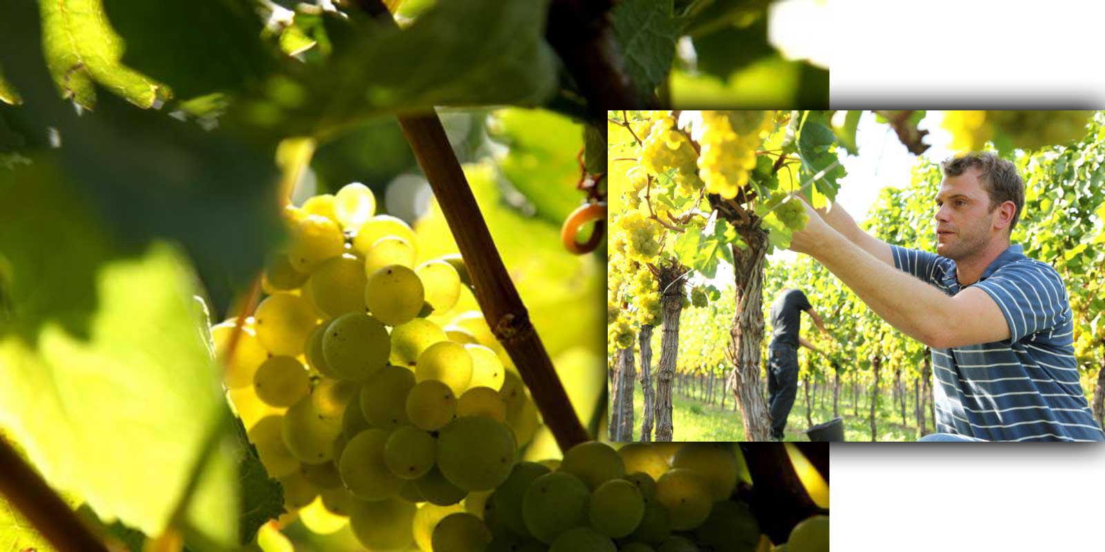 Vinarija Aloisiushof - Pfalz / vinorodna regija Alois Kiefer Obitelj Kiefer uzgaja vino u Palatinatu od 17. stoljeca. Alois Kiefer je 1950. godine osnovao vinariju Aloisiushof koju danas vode njegova tri sina. Ekoloski prihvatljivi vinogradi, pazljiv rad u podrumu vodeci racuna o karakteristikama terroira vina i stalna kontrola kvalitete jamstvo su visoke kvalitete Kieferovih vina.