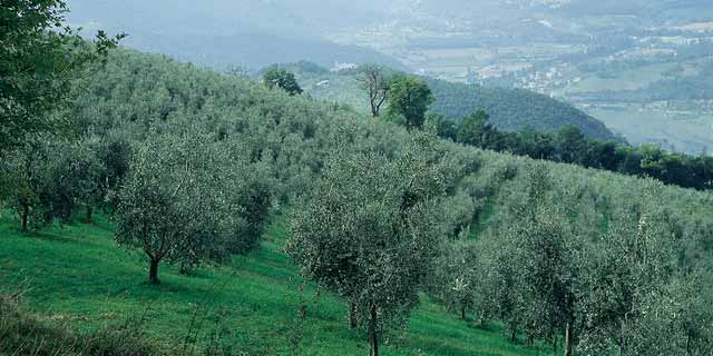 Oleje z Umbrie / Italie 