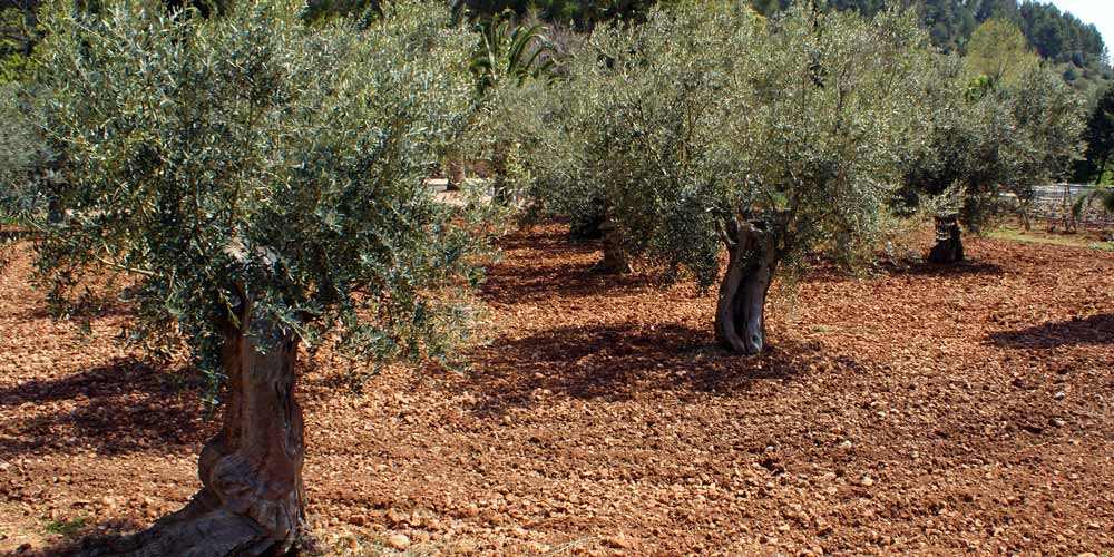 Olivy z El Faro FAROLIVA je spolecnost specializujici se na vyrobu, distribuci a prodej stolnich oliv a nakladanych oliv znacky El Faro s vice nez pulstoletimi zkusenostmi v tomto odvetvi.