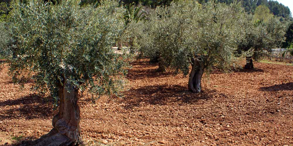El Faro Oliven FAROLIVA er en virksomhed, der er specialiseret i produktion, distribution og salg af spiseoliven og syltede oliven af maerket El Faro, med mere end et halvt arhundredes erfaring i denne sektor. El Faro Oliven FAROLIVA er en virksomhed, der er specialiseret i produktion, distribution og salg af spiseoliven og syltede oliven af maerket El Faro, med mere end et halvt arhundredes erfaring i denne sektor.