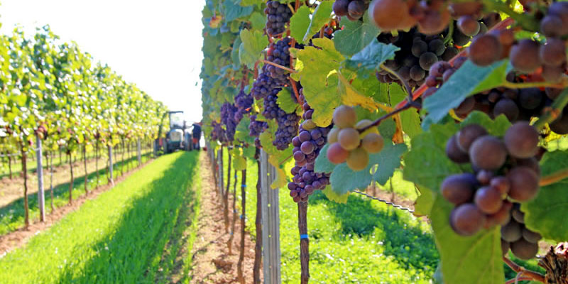 Vinska klet Tina Pfaffmann - Pfalska vinska regija Kakovost na najvisji ravni, tudi ce kakovost izvira iz mucenja!
