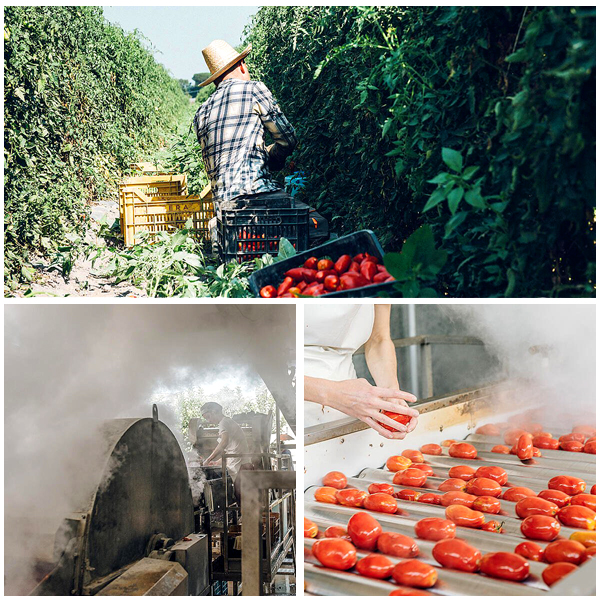 San Marzano Tomaten - Herstellung teurer / Der Gaspreis und die Dosentomaten