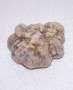 Truffles frozen (shock frozen) Truffles frozen (shock frozen) Summer truffles, winter fine truffles, white truffles, white tondellos, Asian summer truffles, spring truffles