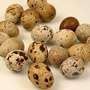 Quail eggs - Quail eggs