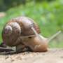 escargots Escargots en agate, escargots de Bourgogne, escargots de vigne