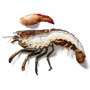 Canadian lobsters, fish, salmon, deep-sea shrimp and scallops as frozen goods 