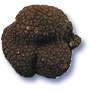 KOOP VERSE TRUFFELS Truffels kopen betekent VERTROUWEN!<br />Koop bij ons alleen echte truffels uit wereldberoemde streken.