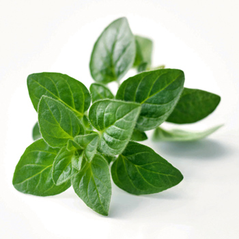 Wiberg Origanum gefriergetrocknet - 65 g - Aroma-Tresor Wiberg Origanum gefriergetrocknet - 65 g - Aroma-Tresor