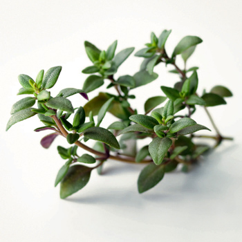 Wiberg Thymian gefriergetrocknet - 75 g - Aroma-Tresor Wiberg Thymian gefriergetrocknet - 75 g - Aroma-Tresor